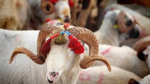 Kurban Bayramı Öncesi Merak Edilen Soru: Taksitle Kurban Alınabilir mi?