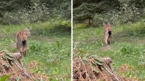 Bolu Mengen’de Nesli Tehlike Altındaki Vaşak Görüntülendi