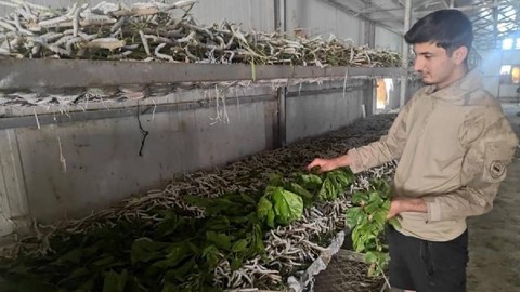Bu İşe Giren Ayda 100 Bin TL Kazanıyor: 3 Aileyle Başladı, Şimdi Tüm İlçe Köşeyi Döndü