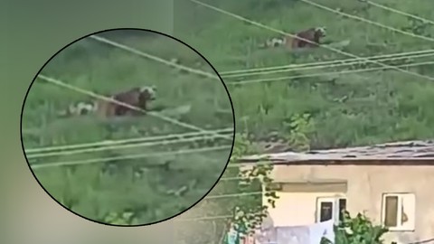 Gümüşhane'de Ayı Paniği! Mahalleli Evden Çıkamadı
