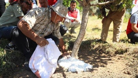 10 Yıl Önce Ekildi İlk Kez Hasat Yapılacak! Kilosu 30 Bin Lira, Yılda 3 Kez Hasat Yapılacak