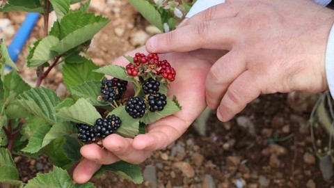 Siirtli Çiftçilere Destek Projesi! Yüzde 75 Hibeli, 250 Hektar Alan Ayrıldı
