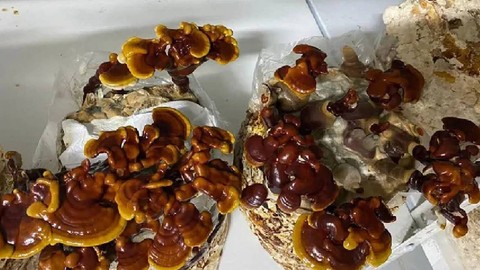 Evinin Boş Odasında Yetiştiriyor, Kilosu 1.500 TL'ye Satıyor! Çabuk Büyüyor, Paraya Para Demiyor