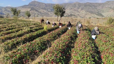 Hasadı Zirai Don Vurunca Bir Gecede Her Şey Sıfırlandı! Pes Etmediler, Şimdi Kilosu 70 Liradan Satılıyor