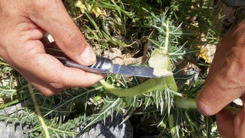 Kökünden Süt Fışkırıyor, Kilosu Altınla Yarışıyor: Dağdan Toplanıyor, 12 Bin TL'ye Satılıyor