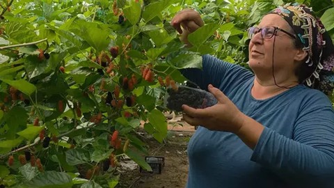Mersin'de Hasadı Başladı! Arı Gibi Çalışıyorlar, Araplara Satıyorlar: Kilosu 190 Lira...