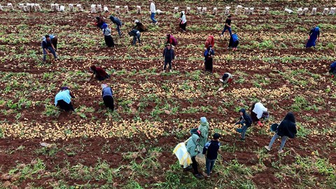 Altın Hasat Erken Başladı: Toplayan Herkes Aylık 100 Bin TL Kazanıyor
