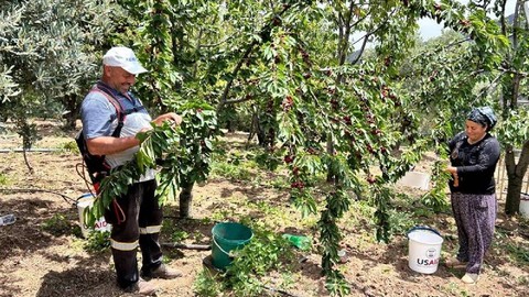 Hatay'da Hasat Başladı! Bahçede 100 Pazarda 150 Liraya Satılıyor