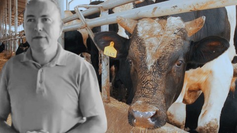 Manisa'da Dehşet! Fotoğraf Çekmek İstemişti... Dananın Saldırdığı İş İnsanı Öldü