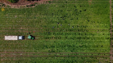 Adana'da Hasat Başladı Fiyatlar Sert Düştü! Rekor Rekolte Bekleniyor