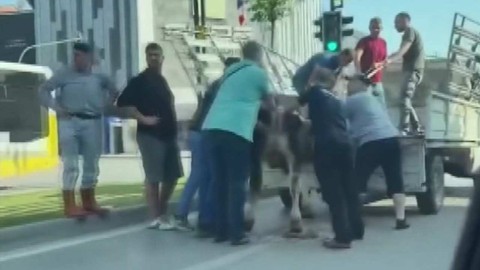 Kaçan Kurbanlık Boğalardan Biri Dere Yatağında, Diğeri Trafikte Yakalandı