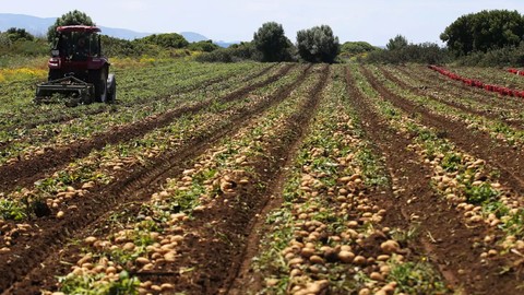 Sarı Altında Yeni Hasat Başladı: Kızartmasından Haşlamasına Kadar Her Şeyi Yapılıyor Ama Yıllardır Yanlış Tüketiliyor