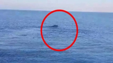 Türkiye'yi Ayağa Kaldıran Van Gölü Canavarının Sırrı Çözüldü: 31 Yıl Sonra İlk Kez Ortaya Çıktı