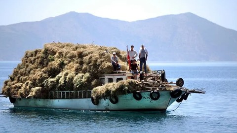 Mersin’de Korkunç Olay! Bir Günde Sayısı 2’den 8’e Çıktı! 'Bunlar Adamı Yer' Diyerek Uyardı