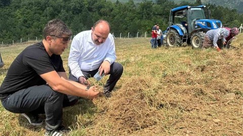 Karabük'te Altından Değerli Hasat Başladı! UNESCO Dünya Mirası Listesi'nde