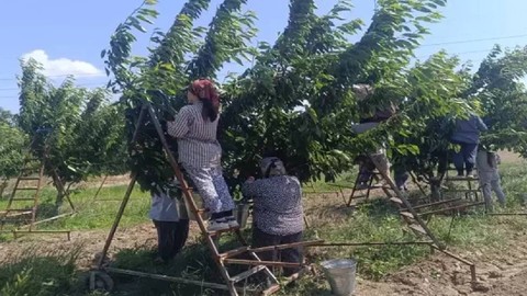 Çeribaşı'nda Bereketli Hasat Sezonu Başladı! Edirne'den Avrupa'ya Satılıyor