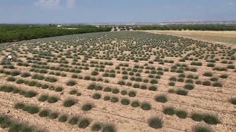 İnternetten Gördü, Eşiyle  Köşeyi Döndü: 3. Kez Hasat Ediyor, Gören Hayran Kalıyor