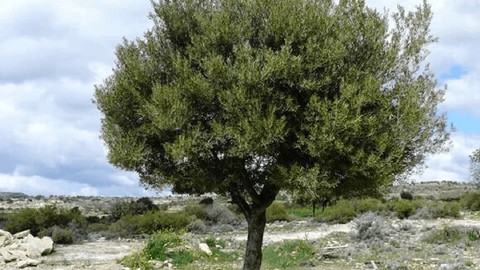 Çiftçiler Zeytinlikler İçin Ayakta
