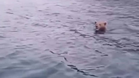 Barajda Yüzen Ayı Görüntülendi