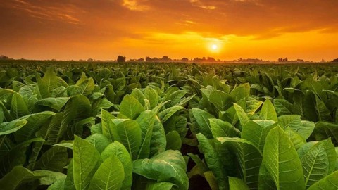 Tütünden En Fazla Gelir Elde Eden Ülkeler Açıklandı: Türkiye'nin Sıralaması Şaşırttı