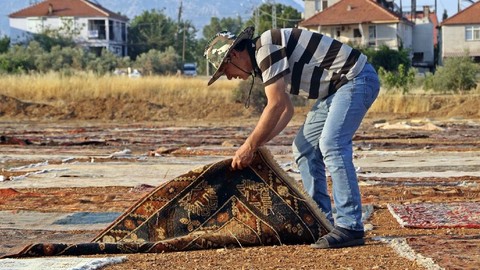 Altın Hasat Başladı: Gündüz Tarlada Kurutuyorlar, Gece Ailece Nöbet Tutuyorlar! 1 Tanesini Bile Servete Satıyorlar