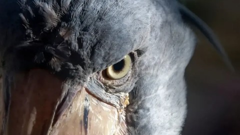 Bu Kuş Timsah Avlıyor, Gagasından Makinalı Tüfek Sesi Çıkarıyor, Dışkısıyla Serinliyor! Görenler Hayrete Düşüyor