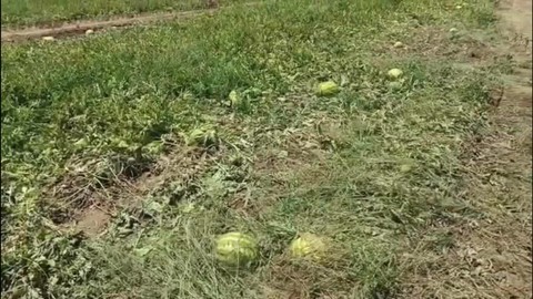 Fiyatlar Düştü Hasat Başlamadan Ürünler Tarlada Kaldı!
