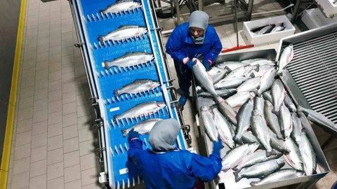 Samsun'da Özel Olarak Üretiliyor, Bütün Dünyaya Satılıyor