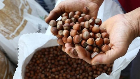 Ne Ordu Ne Giresun: Karadeniz’de En Çok Fındık Üreten Şehir Belli Oldu