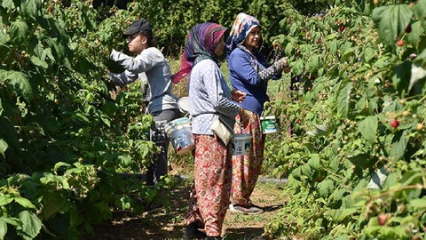 Yaz Kış Hasat Ediliyor, -30 Dereceye Bile Dayanıyor! Yiyen Mest, Eken Zengin Oluyor