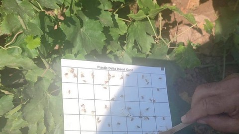 Manisalı Çiftçilere 'Bit' Uyarısı