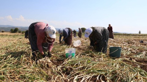 Sıfır Masrafla Günde 1.200 TL Kazanıyorlar: Tatile Gider Gibi İşe Gidiyorlar, 37 Derece Sıcakta Çalışıyorlar