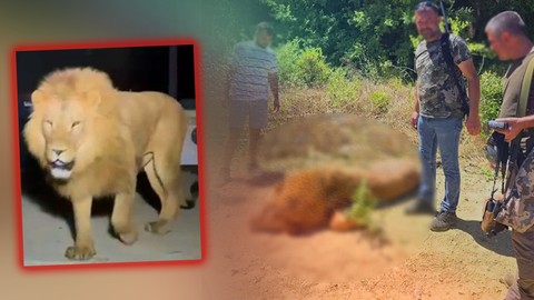 Antalya’da Hayvan Parkından Kaçan Aslan Zeus’un Öldürülmesine İlişkin Suç Duyurusu
