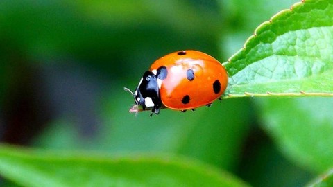 Çorum'da Yaprak Bitiyle Mücadele İçin Doğaya Uğur Böcekleri Salındı