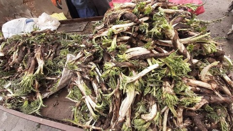 Doğal Eczane Diye Biliniyor, Dikeni Bile Yeniyor: Kendiliğinden Yetişiyor, 150 Liradan Satılıyor