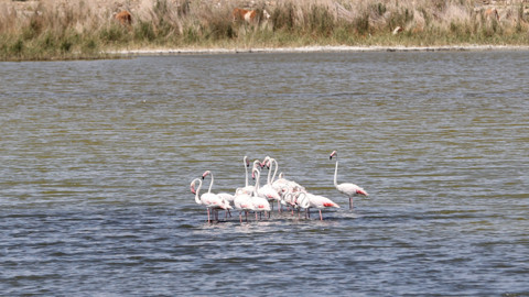 Flamingolar Evleri Ulaş Gölü'ne Döndü