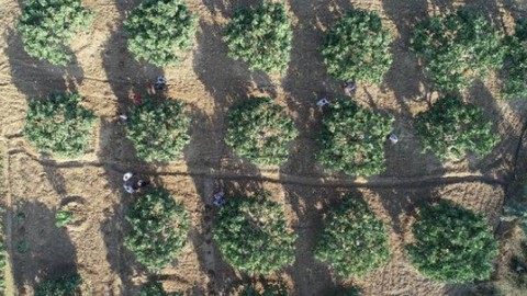 Kuran-ı Kerim'de Adı Geçiyor, Faydası Saymakla Bitmiyor: Kilosu 250 Liraya Kapış Kapış Satılıyor