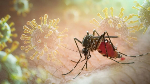 Chikungunya Alarmı! Türkiye de Risk Altında