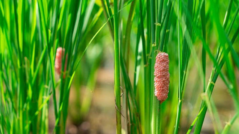 Florida'yı Pembe Kabus Sardı! Göründüğü Kadar Masum Değil, Çıplak Elle Dokunan Yanıyor...