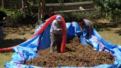 Zorlu Mesai Başladı: 20 Gün Çalışıyorlar, 1 Saatte 4 Bin 500 TL Kazanıyorlar