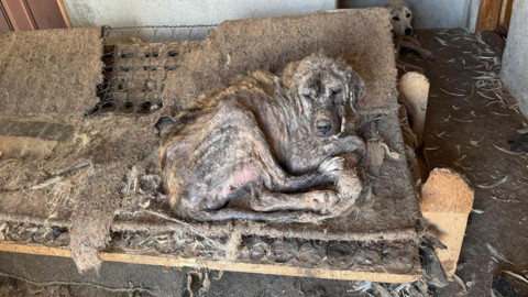 'Barınak' Adı Altında İşkence: Hayvanlar Açlıktan Birbirini Yedi