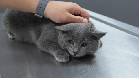 İştahsız Kedisini Veterinere Götürdü, Kalçasından Mermi Çıktı