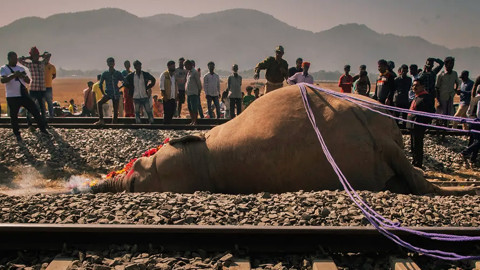Hindistan'da Yolcu Treni Fil Sürüsüne Çarptı, 7 Fil Öldü