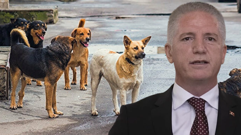 Vali Gül'den Kritik 'Sokak Hayvanları' Uyarısı! 'Bazı Belediyeler...'