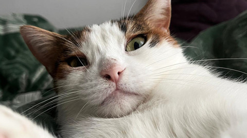 Bilim Dünyasında Heyecan Yaratan Araştırma: Kediler Kanser Tedavisinde Umut Işığı Oldu