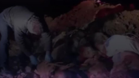 Edremit'te Hayvan Katliamı: Çöplükte Onlarca Köpeğin Cansız Bedeni Bulundu