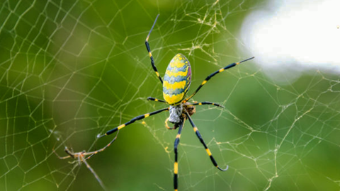 ABD'de Zehirli Örümcek İstilası: Hızla Yayılıyorlar