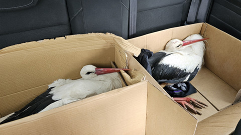 Afrika'dan Yola Çıkan Göç Yolundaki 2 Leylek Hatay'da Av Tüfeğiyle Vuruldu