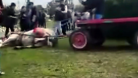 İsyan Ettiren Görüntüler: Ata Bayıltana Kadar Şiddet!