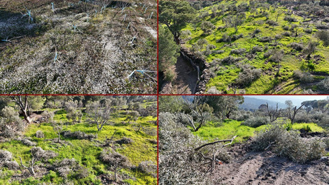 Aydın'da Çevre Katliamı: Bir Gecede Yüzlerce İncir ve Zeytin Ağacını Kestiler